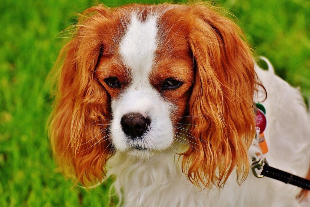 petites races de chiens
