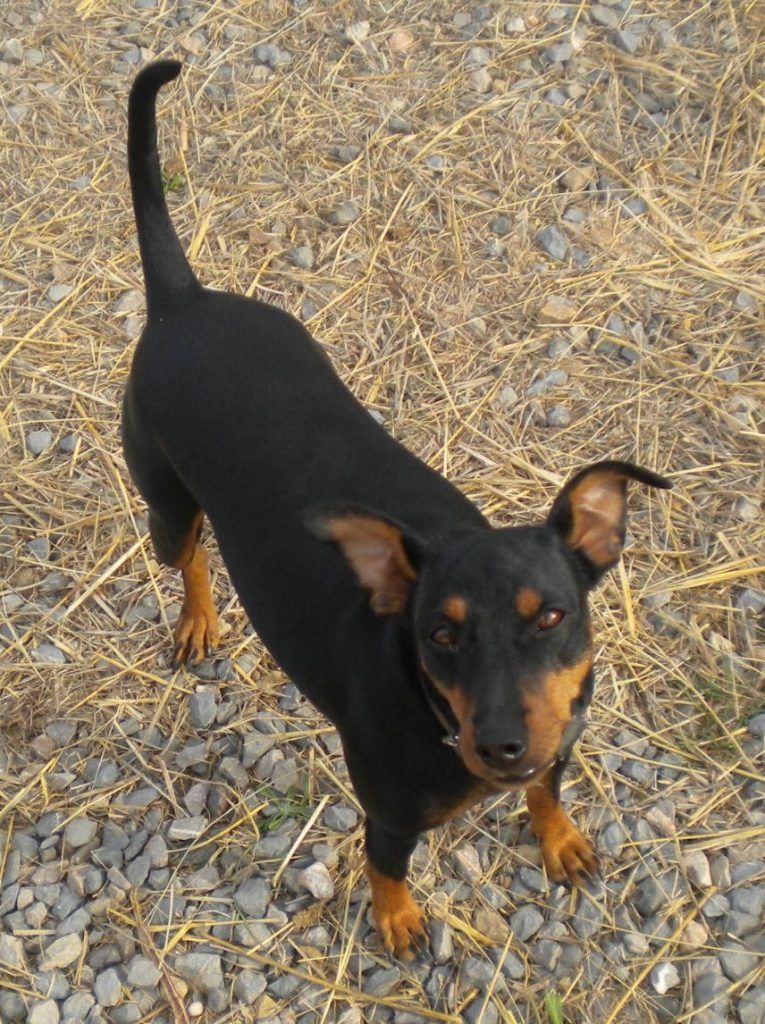petites races de chiens