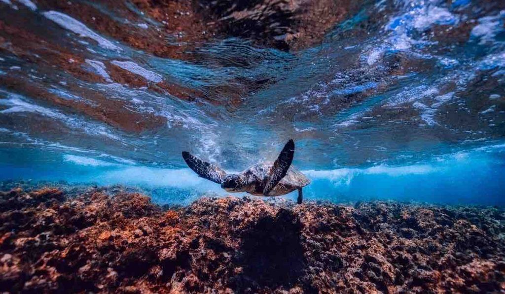 L’acidification des océans