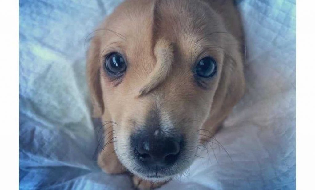 chiot licorne