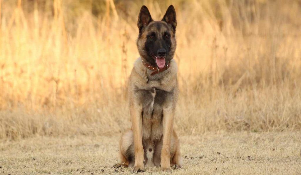chien a mal tourné