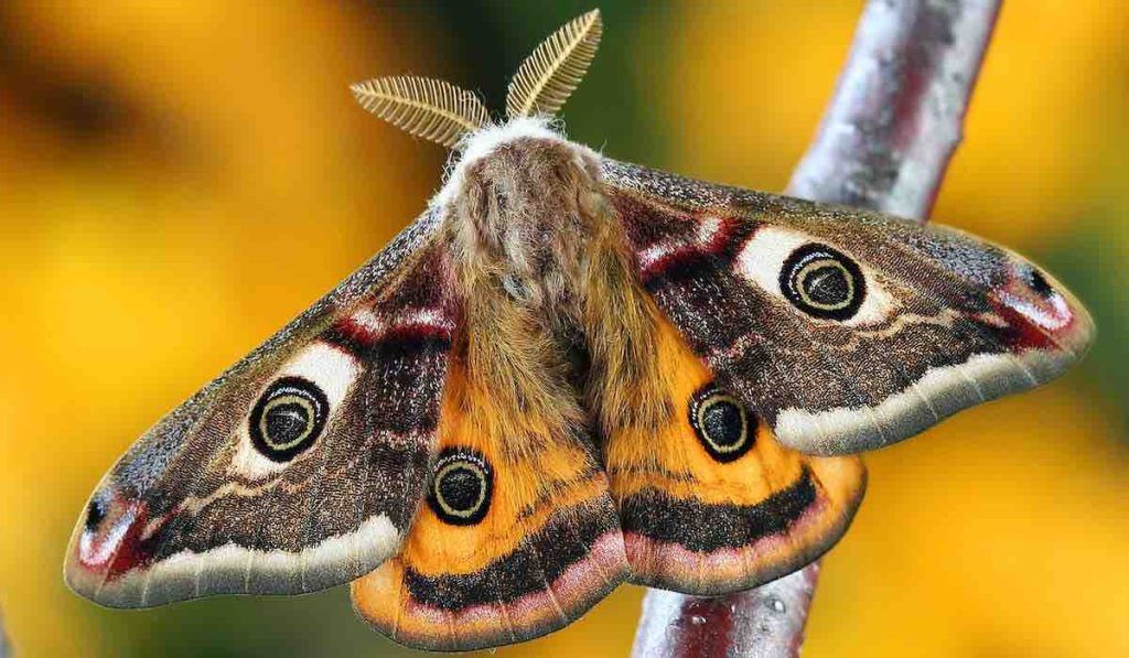 les papillons de nuit