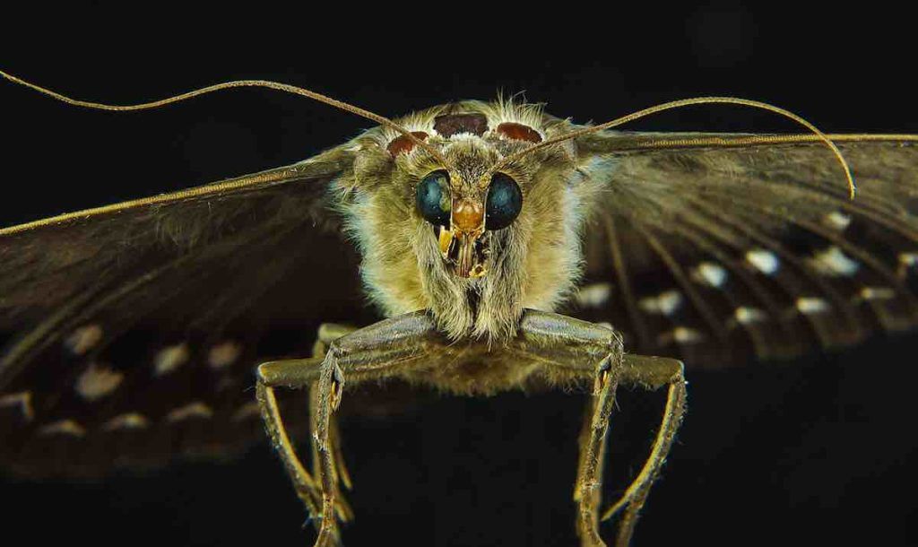 les papillons de nuit